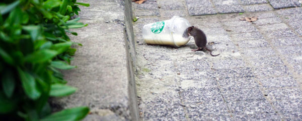 rats