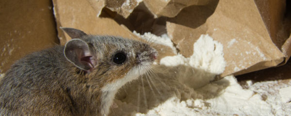 Se débarrasser d'un problème de souris