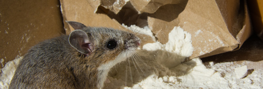 Se débarrasser d'un problème de souris